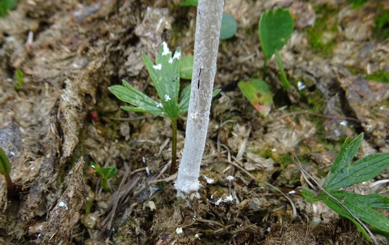 Coprinopsis nivea